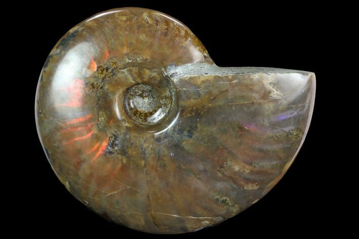 Flashy Red Iridescent Ammonite - Wide #127923